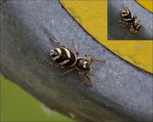 Salticus sp.