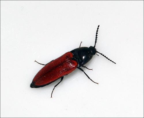 Ampedus sp.