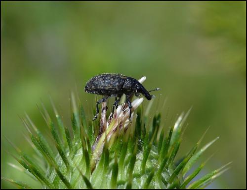 Larinus turbinatus