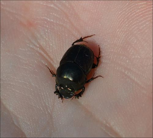 Réf. 122 852 : Onthophagus illyricus