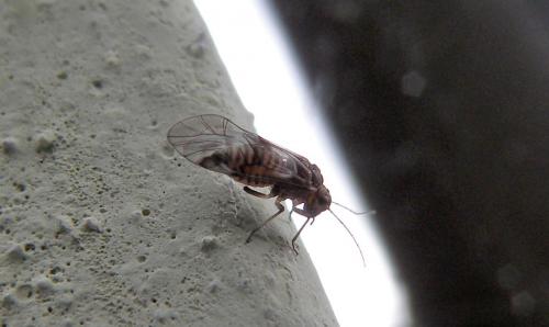 Amphigerontia contaminata
