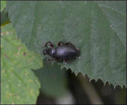 Otiorhynchus sp.