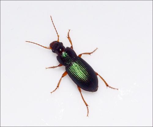 Réf. 122 942 : Ophonus azureus