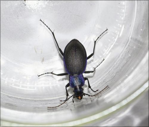 Réf. 122 940 : Carabus problematicus