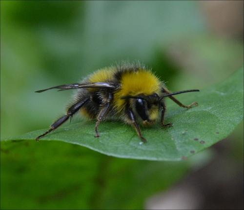 Réf. 122 848 : Bombus pratorum