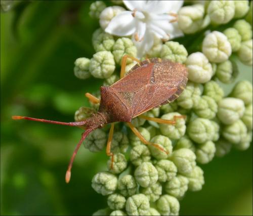 Gonocerus acuteangulatus