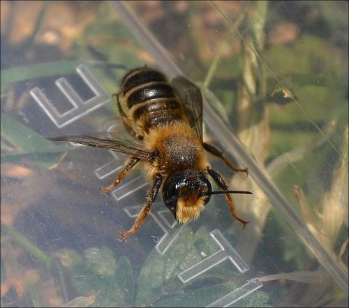 Osmia sp.
