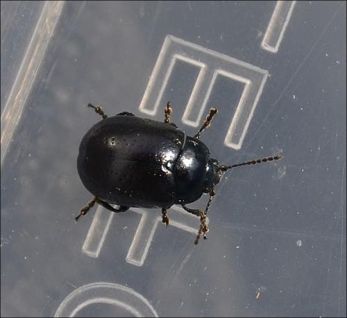 Chrysolina hyperici