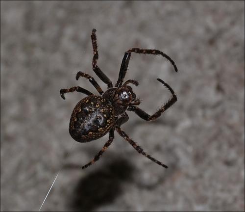 Nuctenea umbratica
