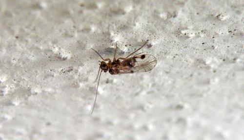 Psocus bipunctatus