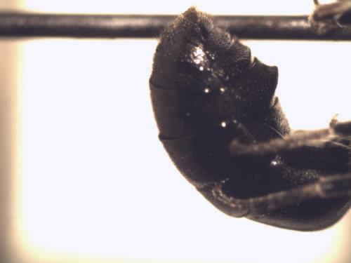 Hylaeus nigritus