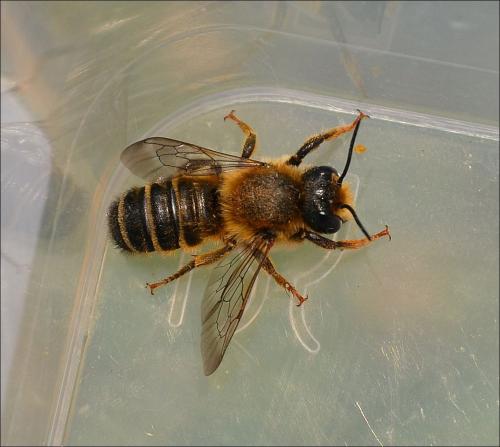 Osmia sp.