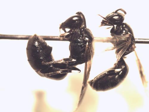 Réf. 122 342 : Hylaeus nigritus