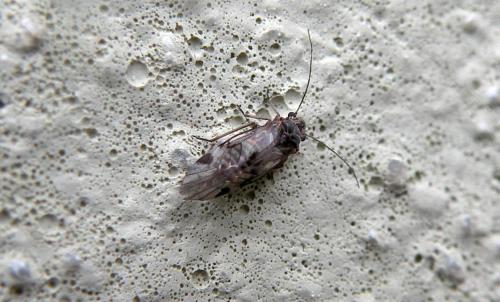 Réf. 122 634 : Amphigerontia contaminata