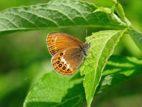 Réf. 122 905 : Coenonympha hero