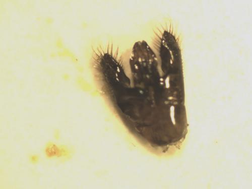 Réf. 122 341 : Hylaeus nigritus