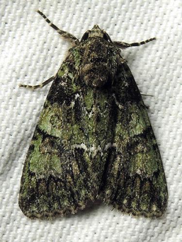 Réf. 122 805 : Polyphaenis sericata