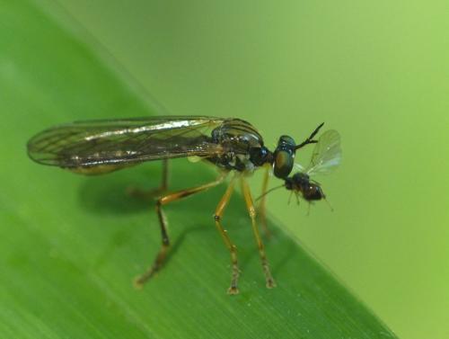 Dioctria linearis