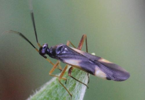Globiceps sp.