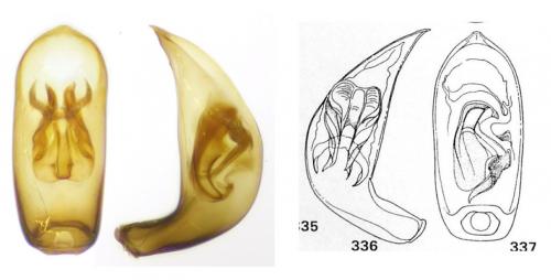 Réf. 122 160 : Orthoperus nigrescens