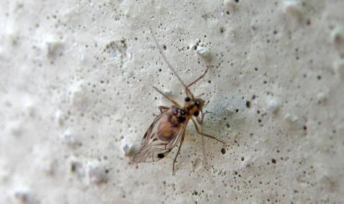 Psocus bipunctatus