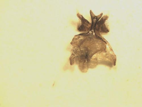 Réf. 122 340 : Hylaeus nigritus