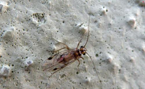 Psocus bipunctatus