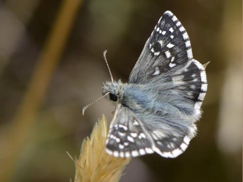 Réf. 122 482 : Pyrgus sp.