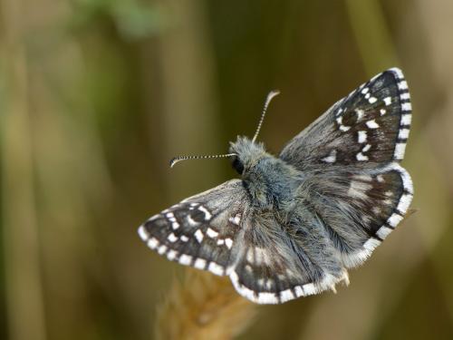 Réf. 122 157 : Pyrgus sp.