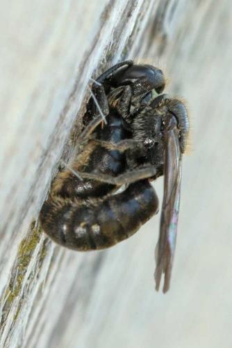 Chelostoma sp.