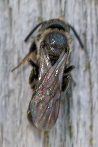 Réf. 122 922 : Chelostoma sp.