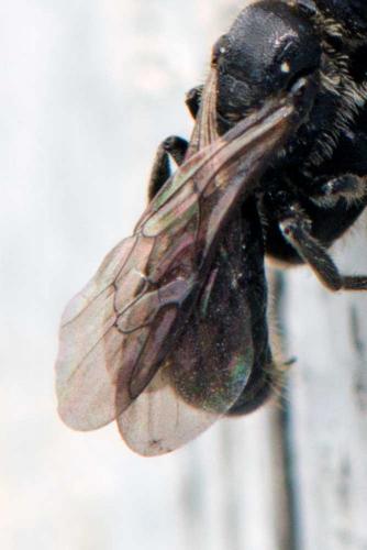 Réf. 122 550 : Chelostoma sp.