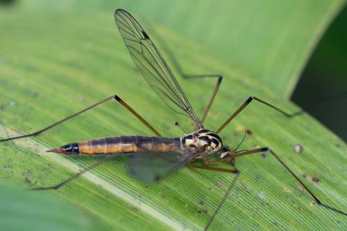 Nephrotoma cornicina