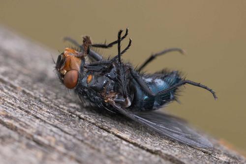 Réf. 122 869 : Calliphora vicina