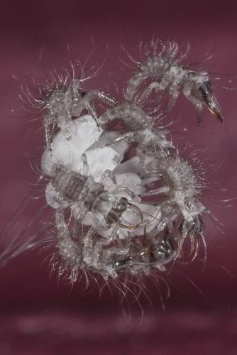Réf. 122 442 : Pseudomallada sp.