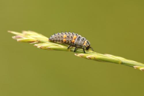 Coccinella septempunctata