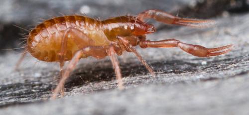 Réf. 122 083 : Chthonius sp.