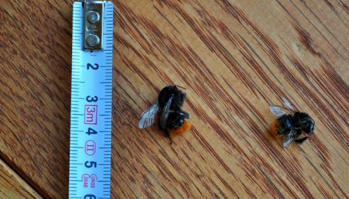 Bombus sp.