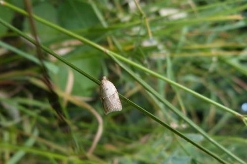 Réf. 122 431 : Acleris sp.
