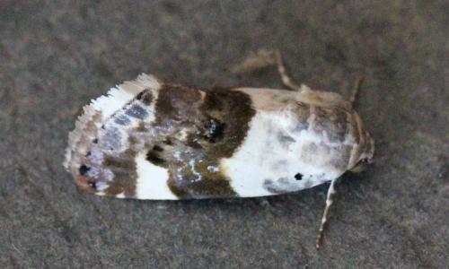 Acontia lucida