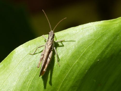 Chorthippus sp.