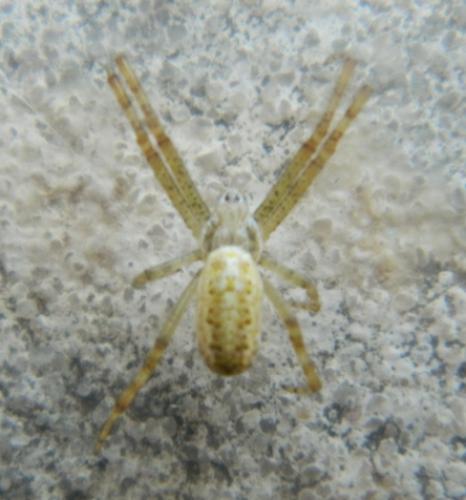 Réf. 122 815 : Argiope bruennichi