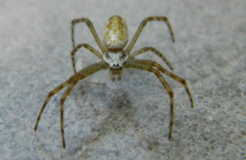 Argiope bruennichi