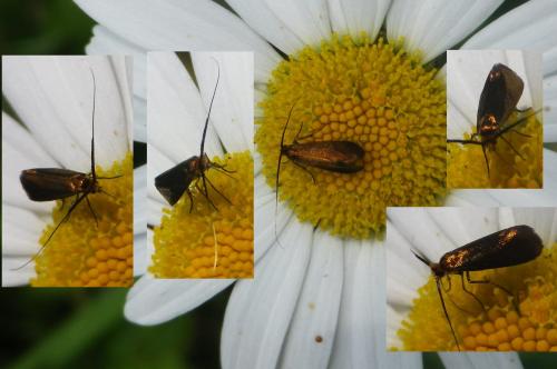 Réf. 122 718 : Nemophora sp.