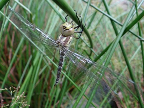 Aeshna cyanea
