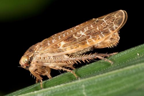 Allygidius atomarius