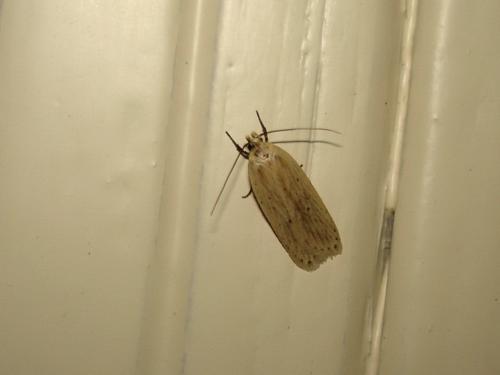 Agonopterix pallorella