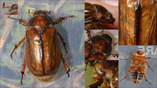 Amphimallon solstitiale