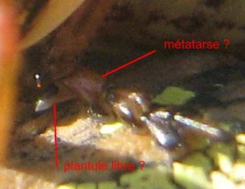 Antaxius hispanicus