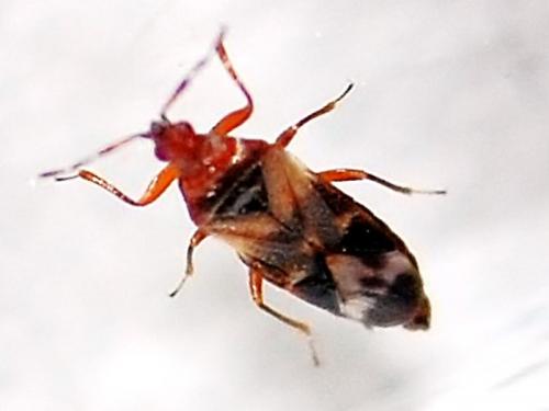 Anthocoris sp.